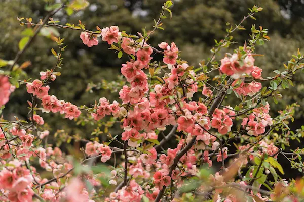 Pink blossoms (4)